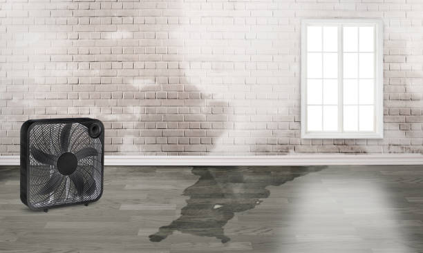 Best Carpet water damage restoration  in Suffield Depot, CT